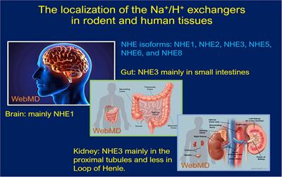 The Na+/H+ Exchanger 3 in the Intestines and the Proximal Tubule of the Kidney: Localization, Physiological Function, and Key Roles in Angiotensin II-Induced Hypertension